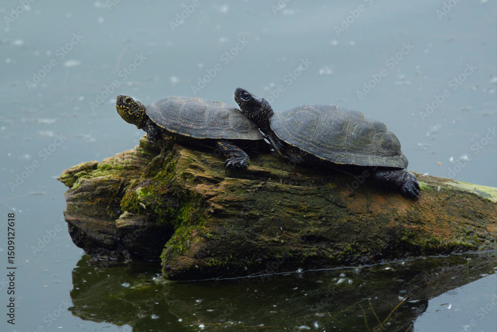 Fototapeta premium A female and male pond turtle, Emys orbicularis.