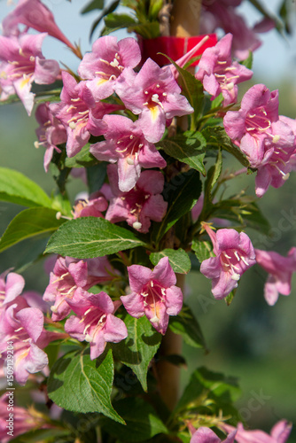 Fototapeta Weigela pink flower,pink and white flowers,Bush blooming with pink flowers, nature, summer