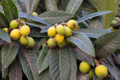 Japanese medlar fruit on th...