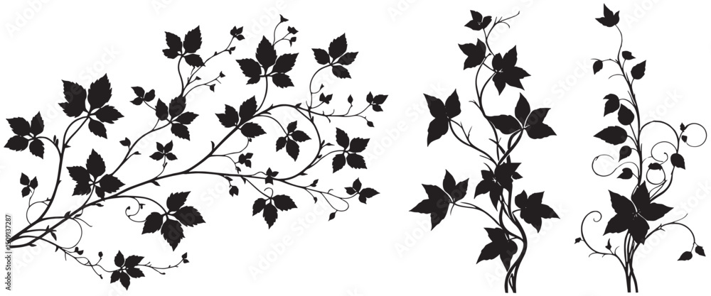 Naklejka premium Black ivy vine silhouetted set, elegant design, white background, decorative element, design vector, ivy vine silhouetted set