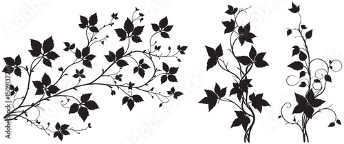 Black ivy vine silhouetted set, elegant design, white background, decorative element, design vector,  ivy vine silhouetted set