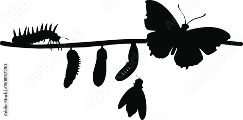 Step to down butterfly life cycle silhouette design