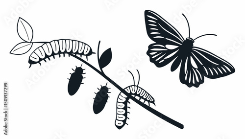 Butterfly life cycle illustration, clean cutout, transparent background