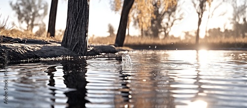 Sunset water droplets nature pond tree reflection