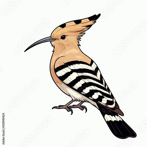 eurasian hoopoe bird vector illustration