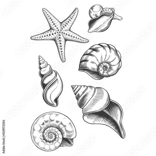 Seashell and Marine Life Pattern Design on Beach Theme