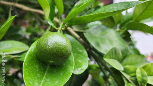 Wallpaper Mural Though they will grow as large as a football, by late May, shadok fruit remains as small as a walnut, awaiting the warmth of summer to reach its full size and ripeness. Torontodigital.ca