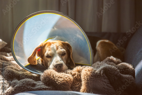 Wallpaper Mural A Comforting Scene Depicting an Adorable Beagle with a Cone, Happily Relaxing on a Soft, Cozy Blanket Torontodigital.ca