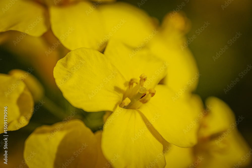 Fototapeta premium Extreme close-up of a rapeseed flower revealing vivid yellow petals and detailed reproductive structures with soft, natural lighting.