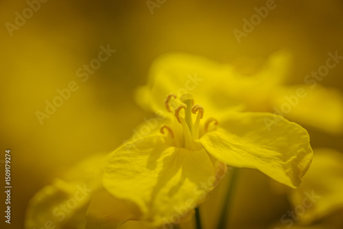 Extreme close-up of a rapeseed flower revealing vivid yellow petals and detailed reproductive structures with soft, natural lighting.
