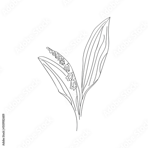 Botanical illustration of lily of the valley in linework style. Illustration on white background