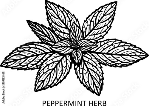 Peppermint herb floral outline drawing. Line art botanical sketch in engraving style for eco-living linocut vector