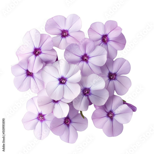 Wallpaper Mural Phlox paniculata flower cluster isolated on transparent background Torontodigital.ca