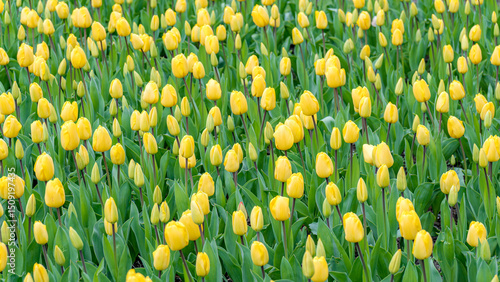 Photos Field of Bright Yellow Tulips in Bloom During Springtime