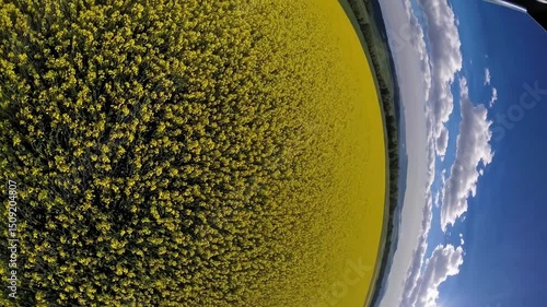 Golden Fields and Sky's Embrace: An expansive aerial view showcasing a vast field of blooming yellow flowers, where the vibrant hues meet the boundless blue sky.
