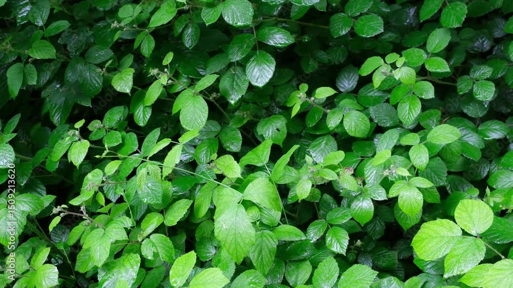 Frische grüne Blätter im Frühling bei Regenwetter, Wassertropfen bei Regen sorgen für ein ausreichendes Wachstum in der Natur Frische grüne Blätter im Frühling bei Regenwetter, Wassertropfen bei Regen sorgen für ein ausreichendes Wachstum in der Natur