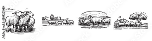 Illustrative Sheep Graphics Set for Countryside and Farming Themes, set vector illustration