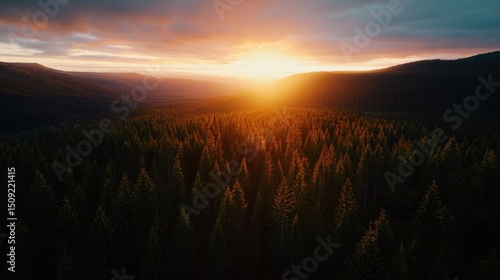 Sunset over coniferous forest, aerial view