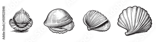 Vintage Shell Illustrations Featuring Various Types of Sea Shells, set vector illustration