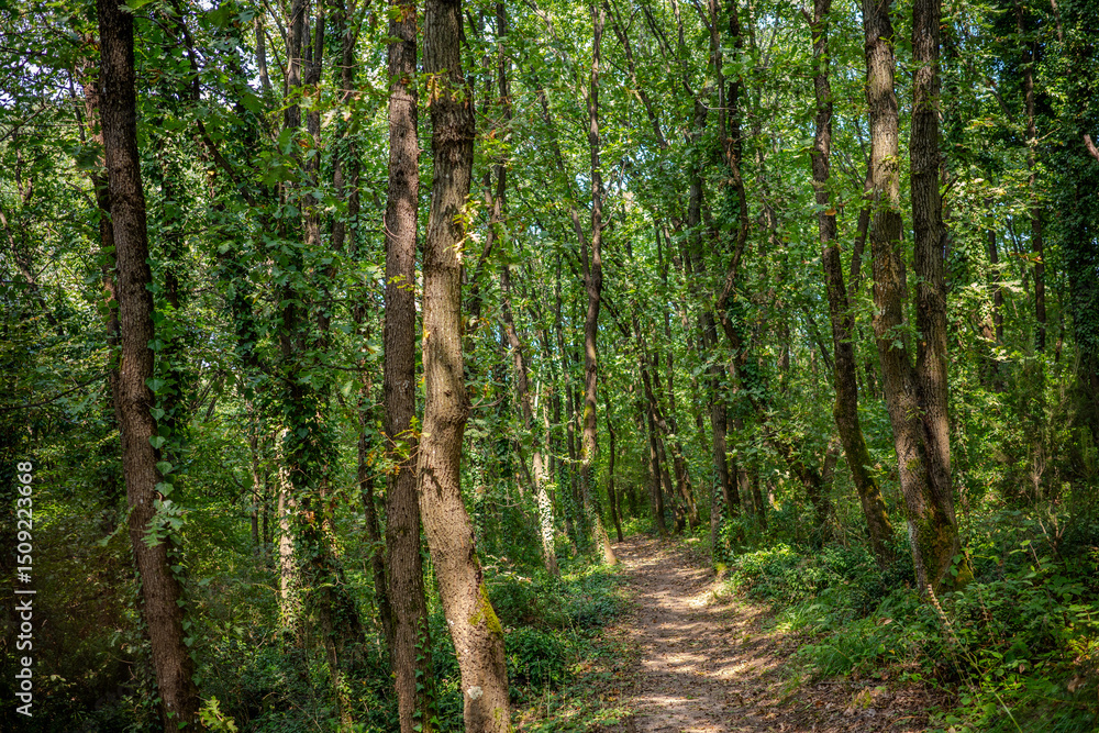 Obraz premium Dense Forest Path Surrounded by Tall Trees and Ivy in Başiskele, Kocaeli, Türkiye