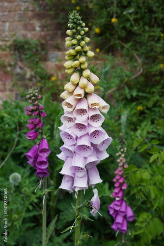 Photography white and purple foxglove flowers in early summer bloom