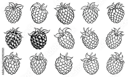 Intricate Raspberry fruit Line Art Illustration for Adults, Designed for Stress Relief and Relaxation, Ideal for Printable Art Therapy or High-Quality Adult Coloring Books.