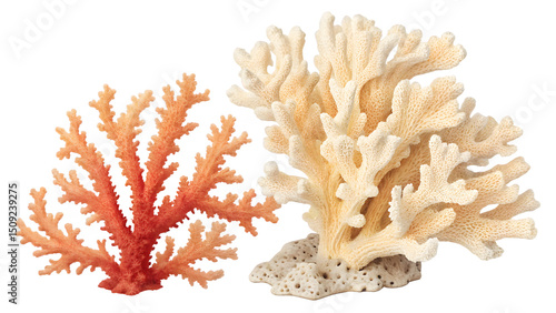Diverse Corals of the Coral Reef Ecosystem