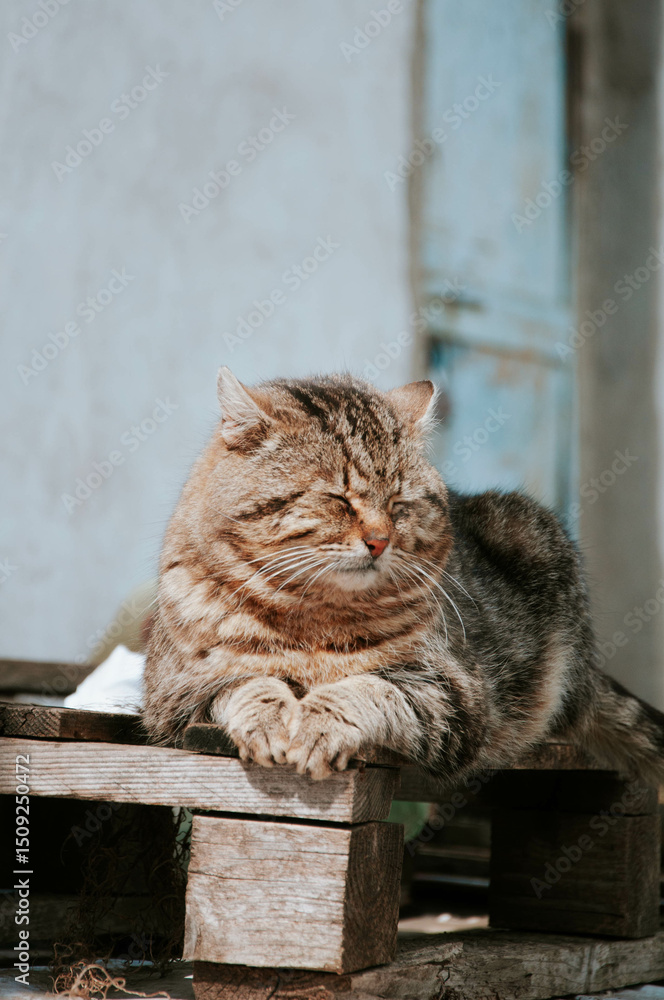 Obraz premium Cute cat