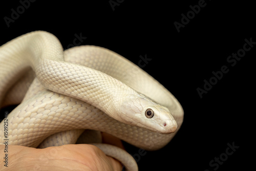The Texas rat snake (Elaphe obsoleta lindheimeri ) is a subspecies of rat snake, a nonvenomous colubrid found in the United States, primarily within the state of Texas.