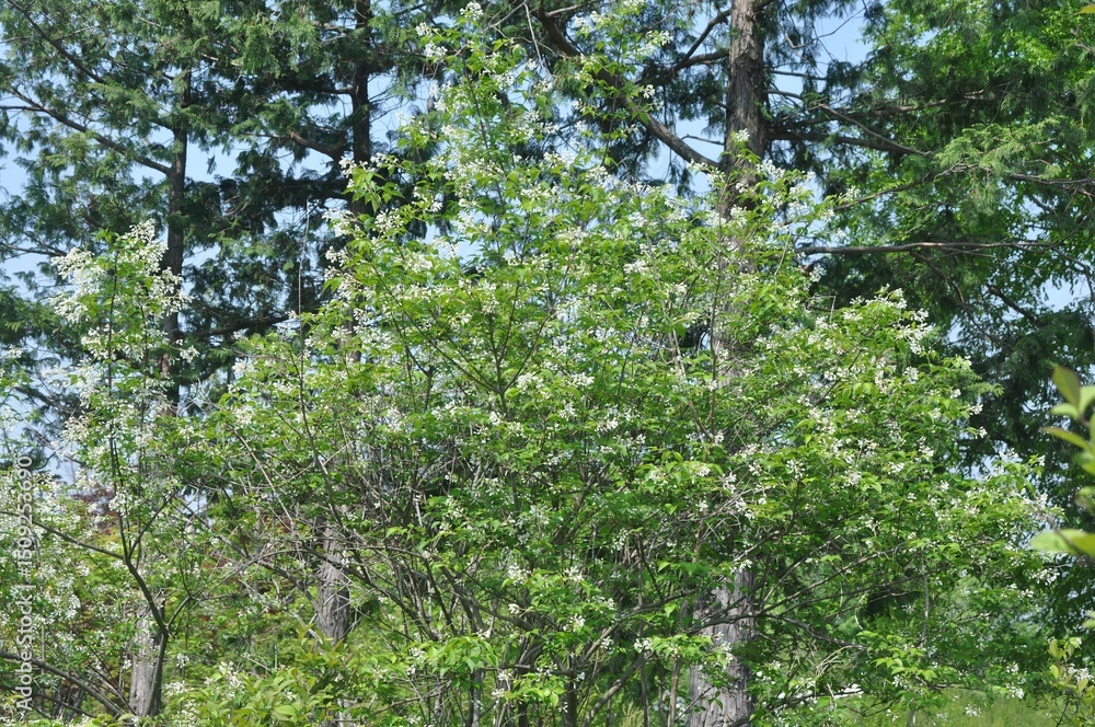 Chionanthus tree in bloom with white bell-shaped flowers and unique winged seed pods. Native plant of Korean forests. Chionanthus tree in bloom with white bell-shaped flowers and unique winged seed pods. Native plant of Korean forests.