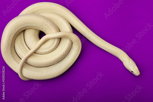 The Texas rat snake (Elaphe obsoleta lindheimeri ) is a subspecies of rat snake, a nonvenomous colubrid found in the United States, primarily within the state of Texas.