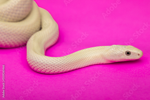 The Texas rat snake (Elaphe obsoleta lindheimeri ) is a subspecies of rat snake, a nonvenomous colubrid found in the United States, primarily within the state of Texas.