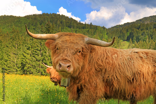 Canvastavla Kuh - Allgäu - Galloway - Hochlandrind