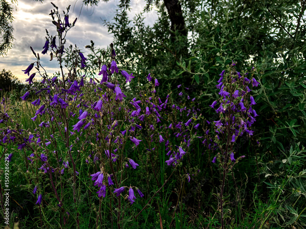 Obraz premium Beautiful purple bell-shaped flowers blooming among dense green grass on a warm spring day. The vibrant blossoms stand out against the lush greenery, with soft sunlight and a clear blue sky in the bac