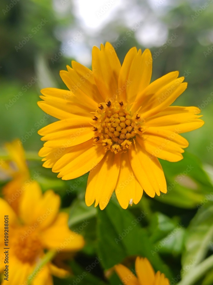 close up beautifull yellow flowers close up beautifull yellow flowers