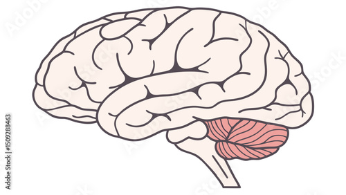 Anatomical depiction of a human brain showcasing the cerebrum and cerebellum from a side perspective