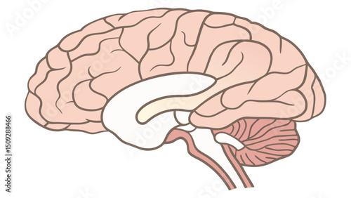 Anatomical rendering showcasing the human brain with detailed lobes and internal structures view