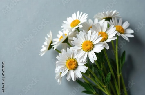Daisies on a gray background