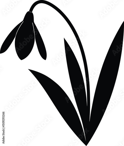 silhouette snowdrop on the white background