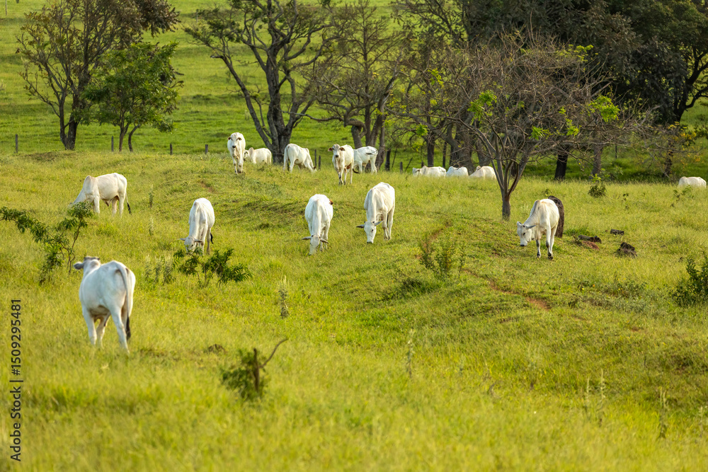 Fototapeta premium Herd of oxen on pasture in Brazil