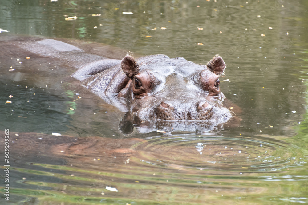 Fototapeta premium Hippopotamus sunk in the water peeks out its eyes looking at the camera