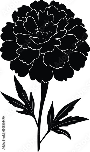 silhouette marigoldon on the white background.jpg