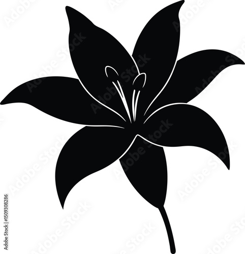 silhouette lily on the white background