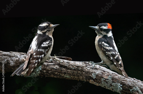 Downy Woodpecker Pair Isolated on Tree Branch