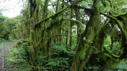 MATA ATLANTICA SELVA DE BRASIL