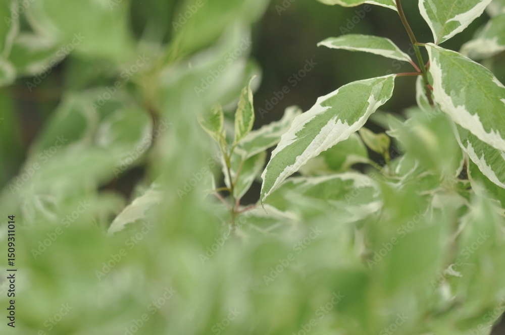 Decorative plant on the flower bed, soft focus , close up Decorative plant on the flower bed, soft focus , close up