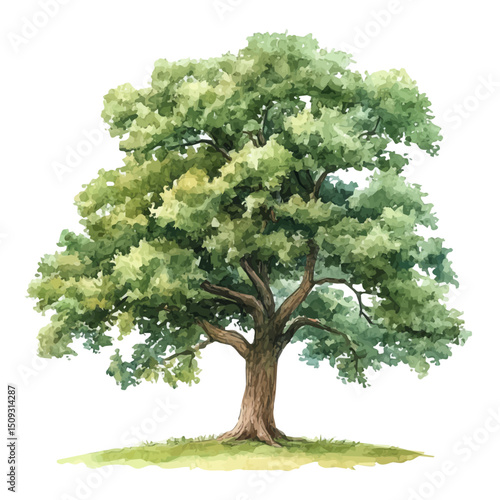 Oak Tree, watercolor clipart vector, high quality, isolated on a white background.