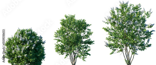 Photos Set of Syringa vulgaris (the lilac or common lilac) frontal street png in sunny