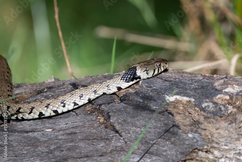 The grass snake (Natrix natrix), sometimes called the ringed snake or water snake