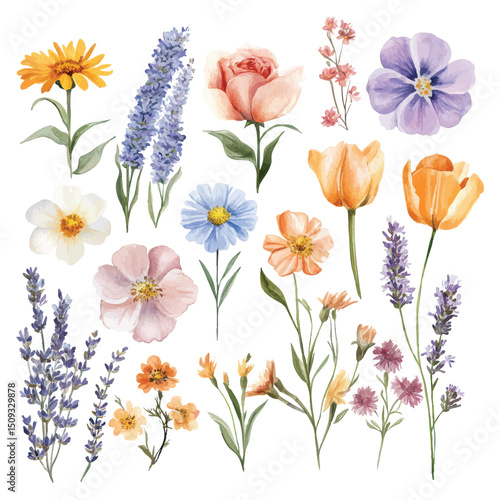 Watercolor spring wildflowers and garden flowers collection illustration